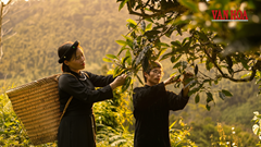 Kỳ 1 - Tìm về vùng di sản chè Shan tuyết cổ thụ giữa mây núi Thái Nguyên