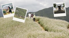Sắc hoa Tam giác mạch kết nối những miền di sản văn hóa Tuyên Quang