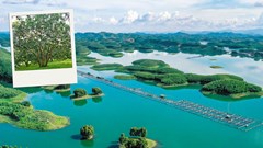 Đánh thức tiềm năng du lịch Thác Bà từ chuỗi sự kiện văn hóa nổi bật