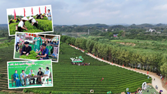 Đánh thức giá trị văn hóa trà Trại Cài từ trải nghiệm di sản