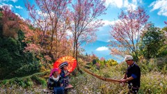 Sắp diễn ra Festival trình diễn khèn Mông và Lễ hội hoa Tớ dày