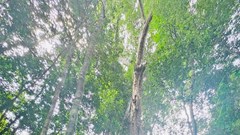 Kiên Giang công nhận 6 cây cổ thụ ở Phú Quốc là cây di sản Việt Nam