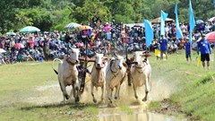 Du khách nô nức tìm về vùng Bảy Núi An Giang xem hội đua bò truyền thống