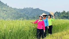 Đưa nghề cốm Hợp Thành trở thành sản phẩm du lịch cộng đồng hấp dẫn