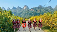 Tháng 11, hẹn nhau lên vùng cao nguyên đá check-in mùa dã quỳ nở rộ