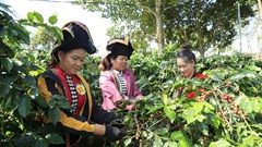 Điện Biên triển khai hỗ trợ sản xuất nông nghiệp các Chương trình mục tiêu quốc gia