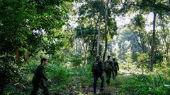 Nâng cao chất lượng, bảo tồn hệ sinh thái rừng và phòng, chống thiên tai