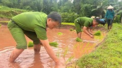 Ấm lòng hình ảnh cán bộ, chiến sĩ Công an lội ruộng cấy lúa giúp dân