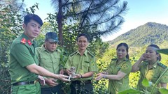 Công an xã Phù Yên phối hợp tái thả cá thể cú mèo quý hiếm về tự nhiên