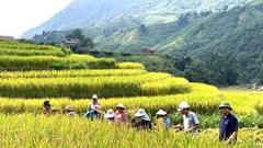 Mùa vàng Tả Van gọi bước chân du khách