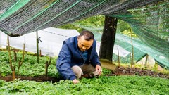Ngọc Chiến nhân rộng mô hình dược liệu gắn với du lịch cộng đồng