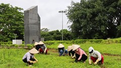 “Chiến dịch Xanh” góp sức gìn giữ di tích Đồi A1