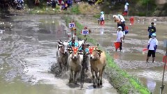 Về Bảy Núi xem đua bò, khám phá sắc màu văn hóa Khmer