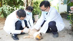 Tô Hiệu mở đợt cao điểm xử lý chó thả rông, lập lại trật tự nơi công cộng