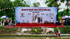 An Giang: Màn so tài kịch tính tại Hội đua bò truyền thống chùa Rô