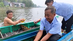 An Cư phát triển sinh kế mùa lũ từ 40.000 con cá giống