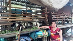 Gương phụ nữ khởi nghiệp từ mô hình nuôi dê sinh sản và thương phẩm