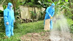 An Giang tiêu hủy 283 con heo do dịch tả heo châu Phi