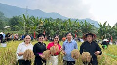 Về Bắc Mê khám phá nét đẹp lao động qua hội thi cắt lúa nếp, giã bánh giầy