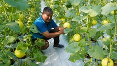 Vĩnh Hậu phát triển dưa lưới công nghệ cao, nâng tầm giá trị nông sản