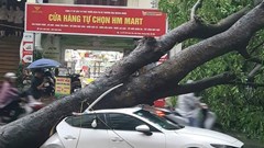 Mưa to gió lớn làm nhiều cây đổ, 1 người tử vong