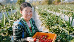 Đưa đặc sản dâu tây Sơn La lên các chuyến bay