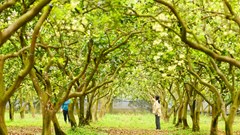 Tháng 3 về làng bưởi Diễn xem thụ phấn cho hoa 