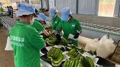 Kỳ vọng xóa lỗ lũy kế, cổ phiếu HAG ngược dòng tăng kịch trần khi thị trường điều chỉnh