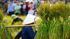 Lên Bắc Sơn xem người Tày gặt lúa, giã gạo bằng công cụ thô sơ