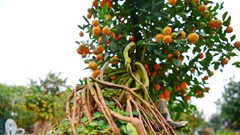 Ngắm quất “nhà giàu” chuẩn bị xuống phố