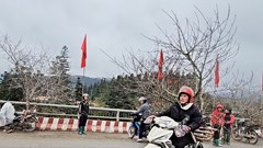 Chợ hoa đào nơi sườn đèo Ô Quy Hồ