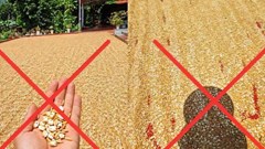 Đăng ảnh thóc phơi ngoài trời nắng nóng “nổ thành bỏng”, bị xử phạt 7,5 triệu đồng