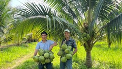 Nâng tầm thương hiệu dừa, phục vụ du khách