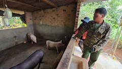 Gia Lai: Lợn cấp cho hộ nghèo, cận nghèo bị chết bất thường