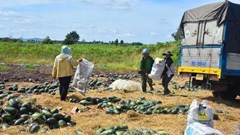 Gia Lai: Dưa hấu rớt giá, nông dân thua lỗ nặng