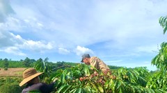 Gia Lai: Rộn ràng vào mùa thu hoạch cà phê 