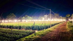 Gia Lai: Nông dân chong đèn trồng hoa đợi Tết