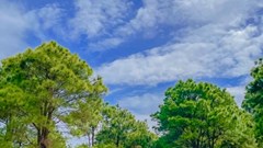 Gia Lai: Quy hoạch đồi thông thành khu du lịch văn hóa - sinh thái