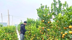  Nhà vườn ở Gia Lai tất bật chuẩn bị vụ hoa Tết