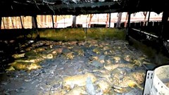 Gia Lai: Cháy trang trại heo, 1.600 con heo bị chết