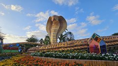 Phú Yên: Đường hoa Xuân sẽ là điểm nhấn phục vụ người dân và du khách