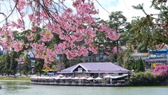 Sức hút du lịch Đà Lạt qua các dự án phim 