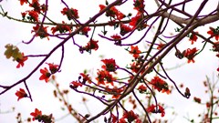 Tháng 3, rực rỡ mùa hoa Pơ Lang