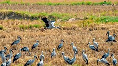 Bảo vệ đàn cò nhạn quý hiếm xuất hiện tại Gia Lai