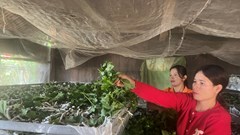 Huyện Đam Rông (Lâm Đồng): Đồng bào thoát nghèo nhờ cây dâu tằm