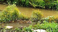 Gia Lai: Tăng cường công tác phòng chống dịch sau khi phát hiện xác heo chết 