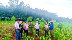 Gia Lai: Phát triển cây đàn hương tại vùng biên Ia Dom