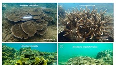 Tăng cường bảo vệ rạn san hô vịnh Nha Trang