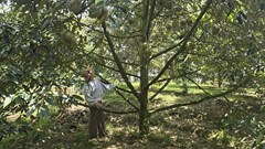 Chuyện thoát nghèo của đồng bào vùng cao Khánh Sơn