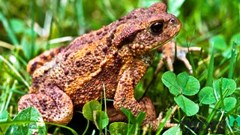 Ăn thịt cóc, 9 em nhỏ nhập viện cấp cứu